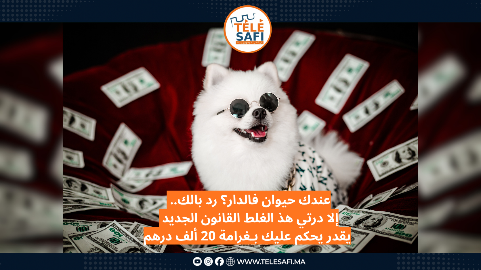 عندك حيوان فالدار؟ رد بالك.. إلا درتي هذ الغلط القانون الجديد يقدر يحكم عليك بـغرامة 20 ألف درهم