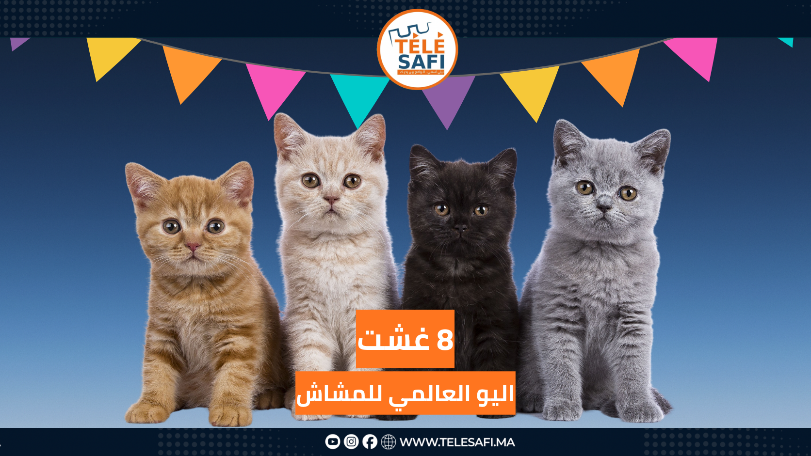 8 غشت , اليوم العالمي للقطط كيفاش غا نحتفلوا ؟